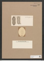 Navicula archeriana O'Meara (de-Toni-Nr.: Genus 1, Species 217) Zeichnungen Sammlung Grunow Nr. 538 (NHMW-BOT-W0366887)